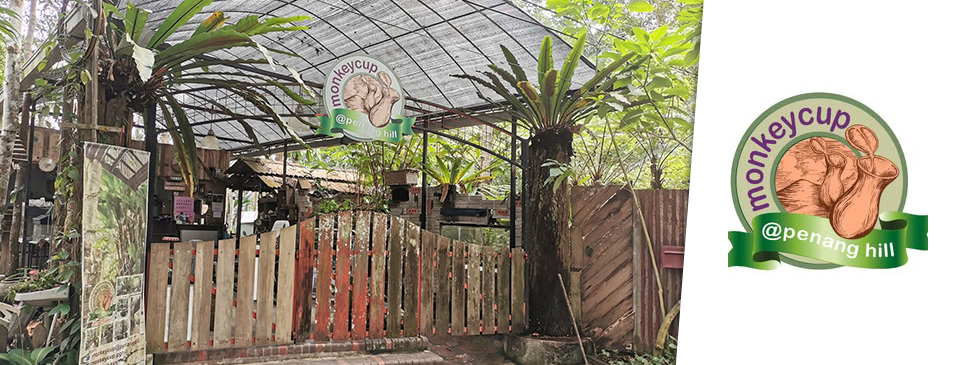 Monkey Cup @ Penang Hill